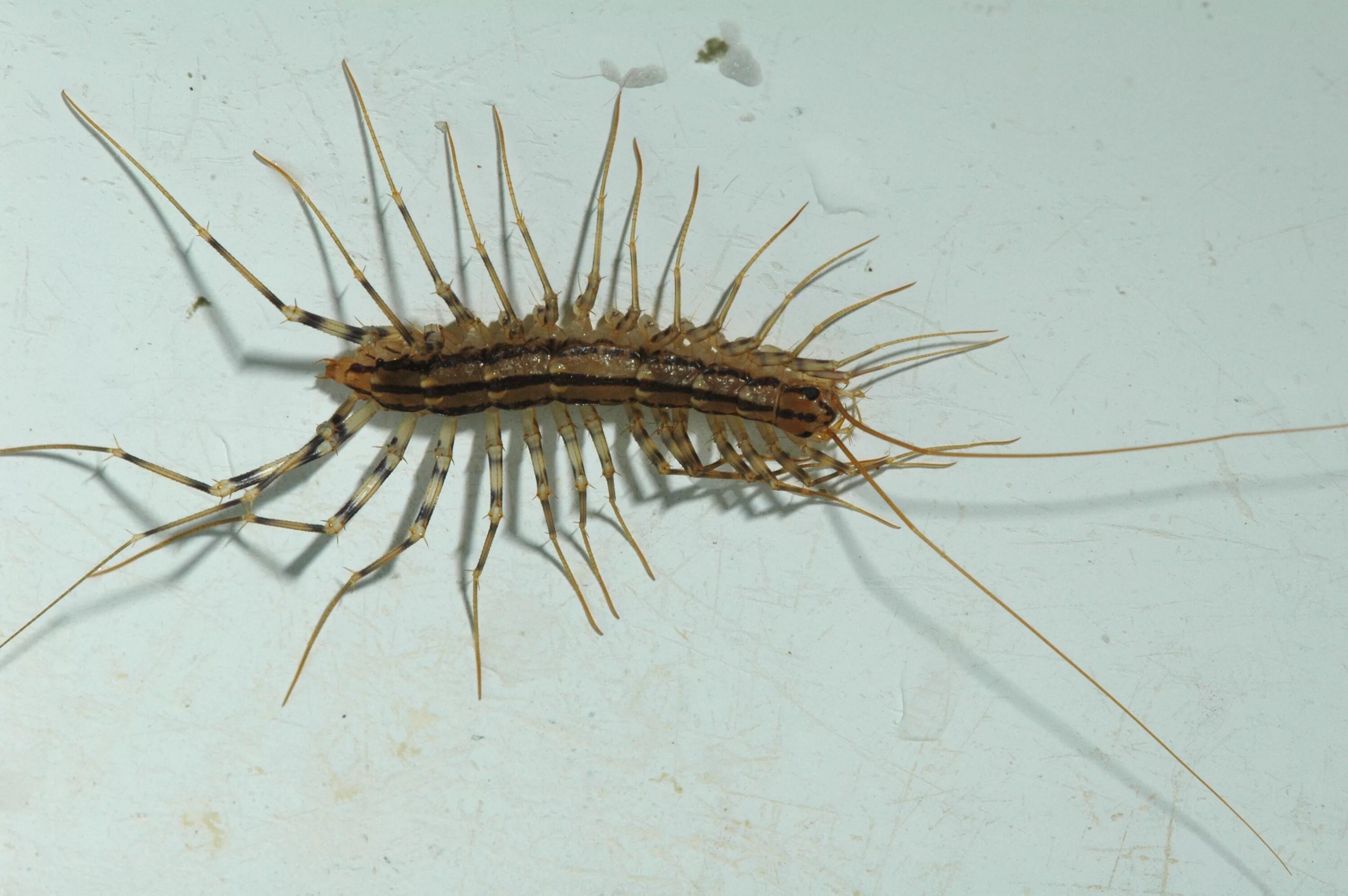 Scutigera coleoptrata. Мокрица насекомое сороконожка. Двухвостка многоножка. Двухвостка многоножка мокрица.