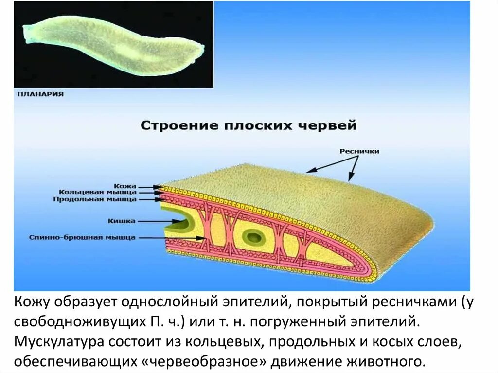 Состоят из 1 слоя клеток. Кожно-мускульный мешок у плоских червей планарии. Эпителий плоские черви. Классификация внутреннего строения плоских червей. Строение плоских червей паренхима.
