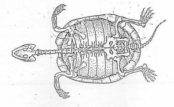 Внутреннее строение черепахи. Нервная система черепахи. Органы чувств пресмыкающихся. Строение черепахи анатомия. Внутреннее строение черепахи.