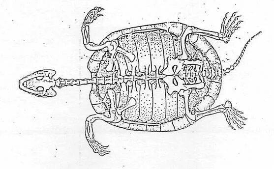 Анатомия черепахи красноухой. Красноухая черепаха строение тела. Строение красноухих черепах. Выделительная система черепахи. Кровообращение у черепах
