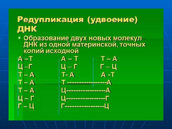 Редупликация днк последовательность процессов. Редупликация днк. удвоение днк редупликация. редупликация это процесс. редупликация днк происходит в.