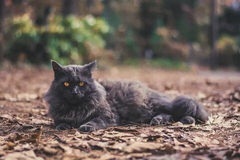 Кот дым