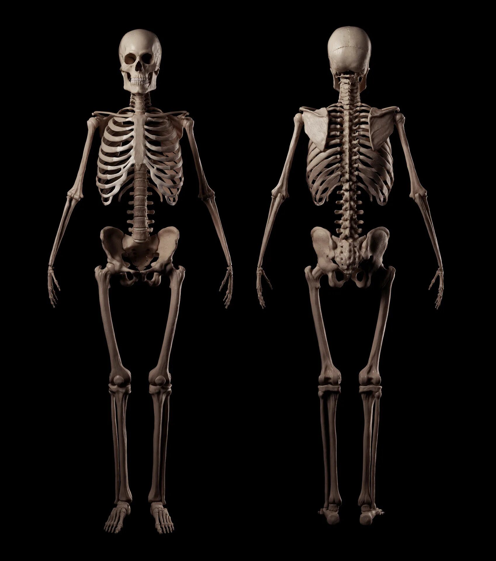 Анатомический атлас скелета человека. Скелет человека в полный рост. Скелет человека 3д. Анатомия человека полный рост скелет.