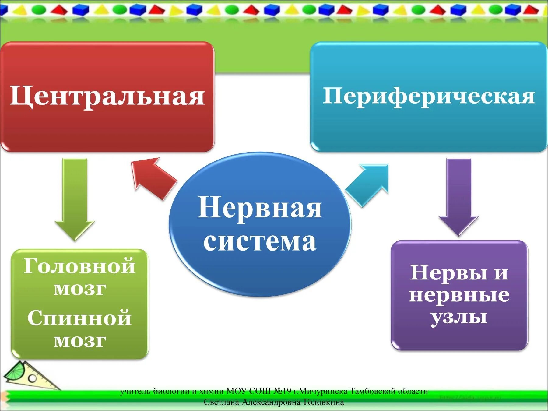 Рефлекторная регуляция презентация. Рефлекторная регуляция 8 класс биология. Рефлекторная регуляция 8 класс биология презентация. Сообщение на тему рефлекторная регуляция 8 класс.