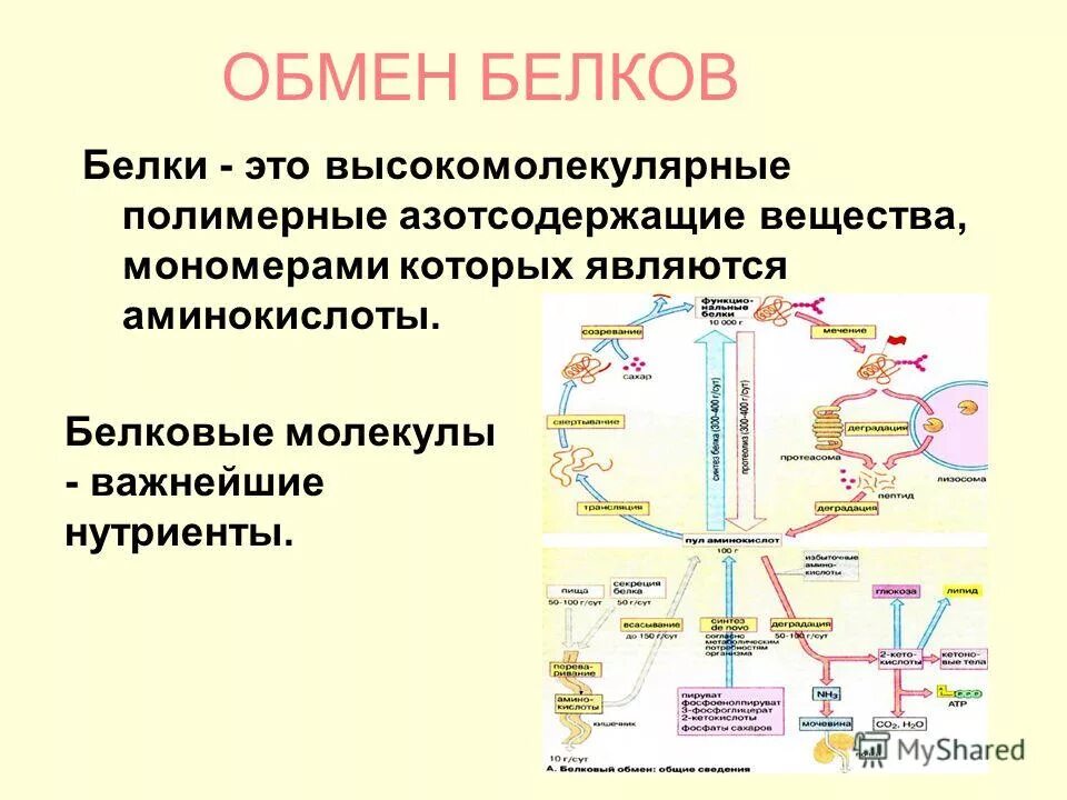 схема обмена веществ белков. этапы обмена белка в организме. метаболизм белков в организме человека. вид обмена белков. схема белкового обмена.