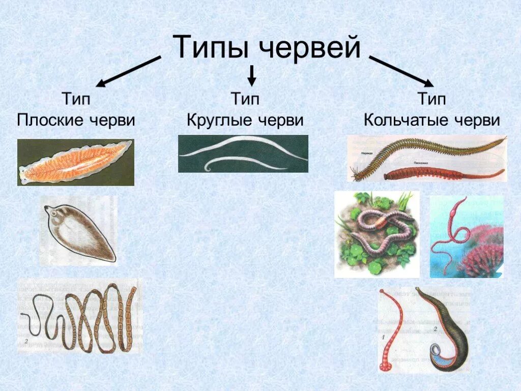 Тип плоские круглые и кольчатые черви 7 класс. Круглые и кольчатые черви биология 7 класс. Типы круглые и кольчатые черви биология 7 класс. Тип круглые и кольчатые черви 7 класс. К типу кольчатых червей относится