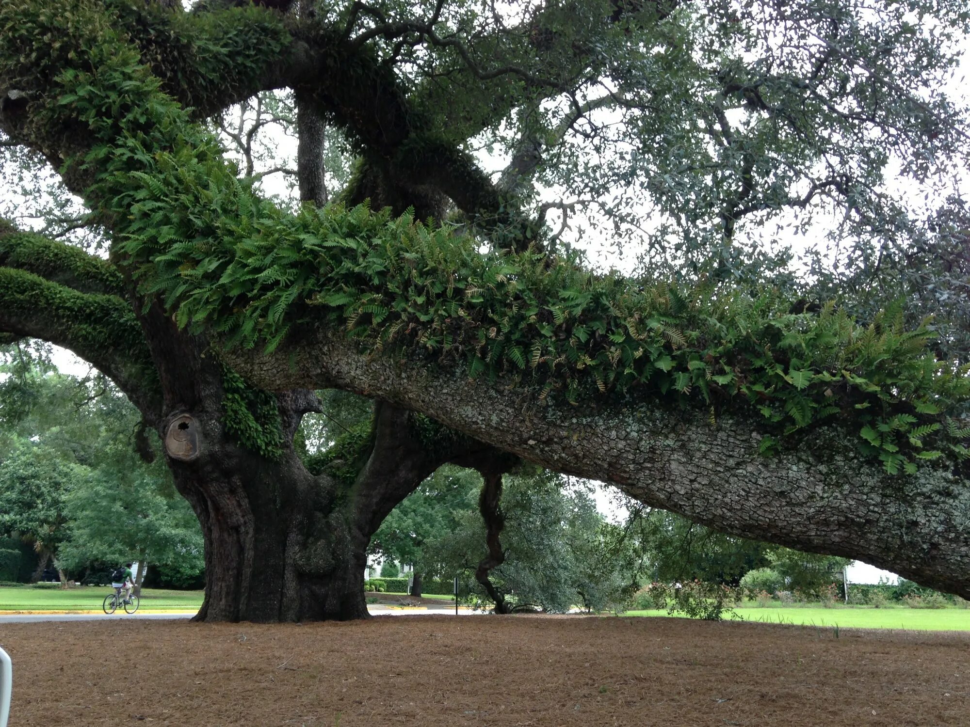 Это был огромный дуб. В штате Джорджия дуб. Огромное дерево. Широкое дерево. Самый большой дуб.