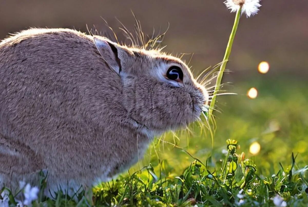 Можно ли кроликам крапиву. Зелень для кролика. Кролик в одуванчиках. Чем полезны кролики картинки. Огород крольчонка одуванчика.