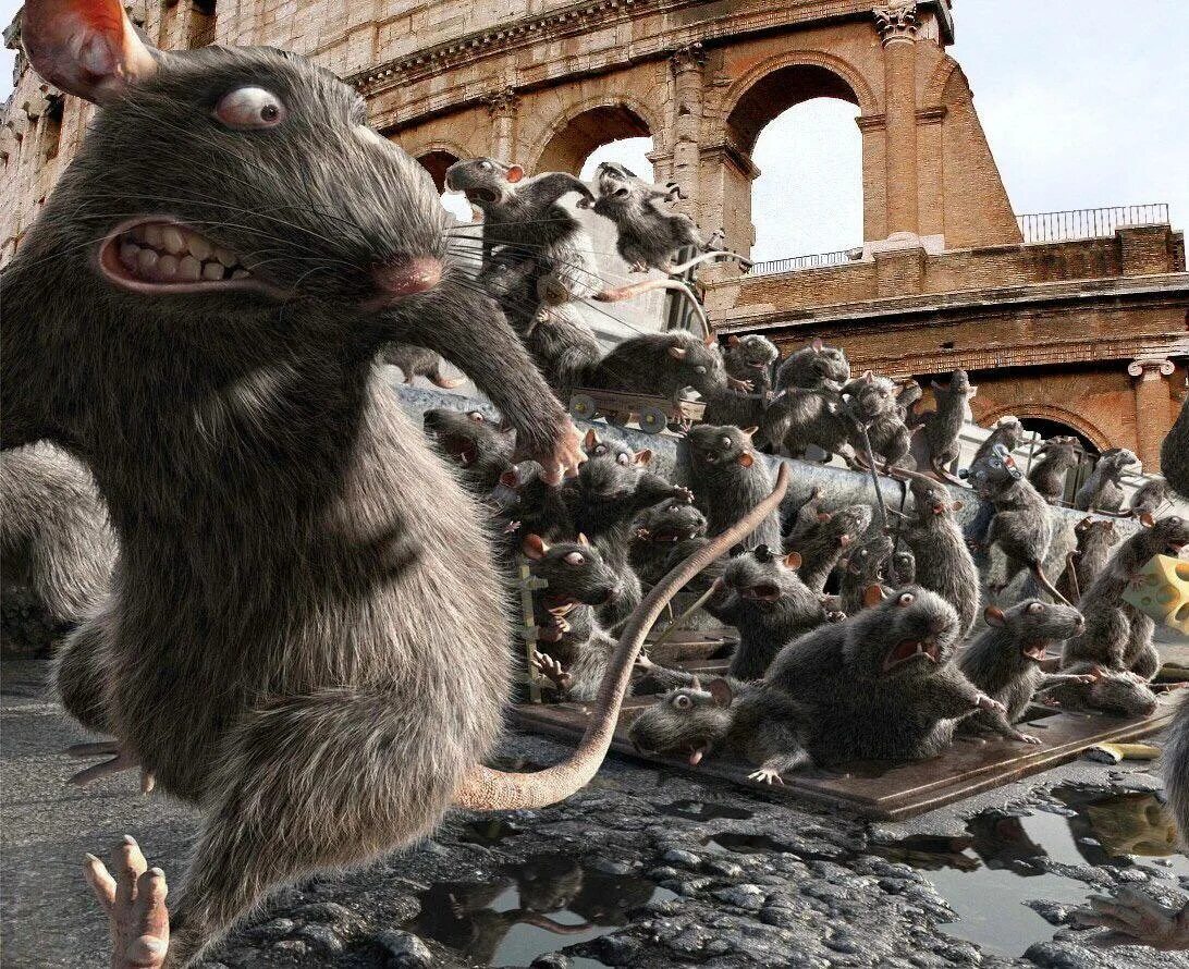 Крысы во франции. Крысы во франции. Крысы во франции. Марсово поле париж крысы. Крысы во франции.