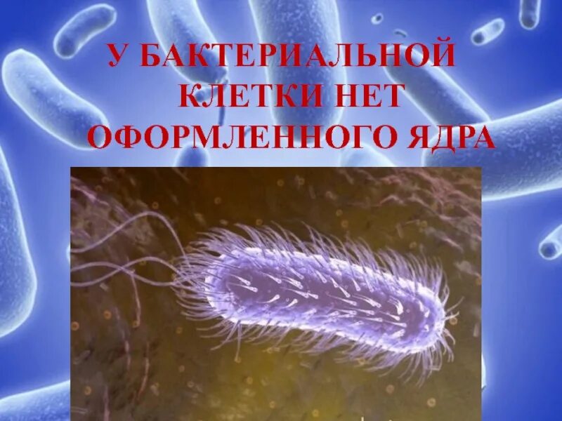 Бактерии содержит ядро. Нет оформленного ядра у бактерий. Строение бактерии. Ядро бактерии. Нет бактериям.