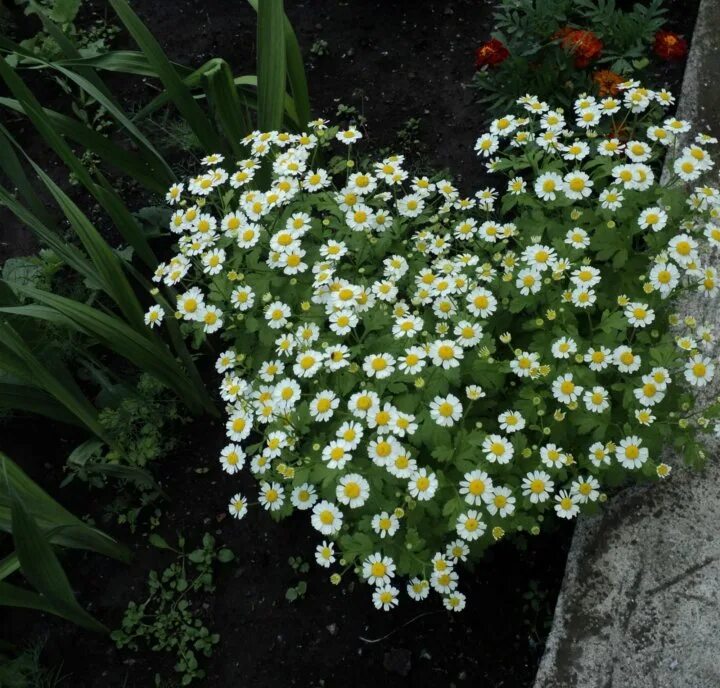 Пиретрум девичий фото на клумбе Pin on Plantitas /3