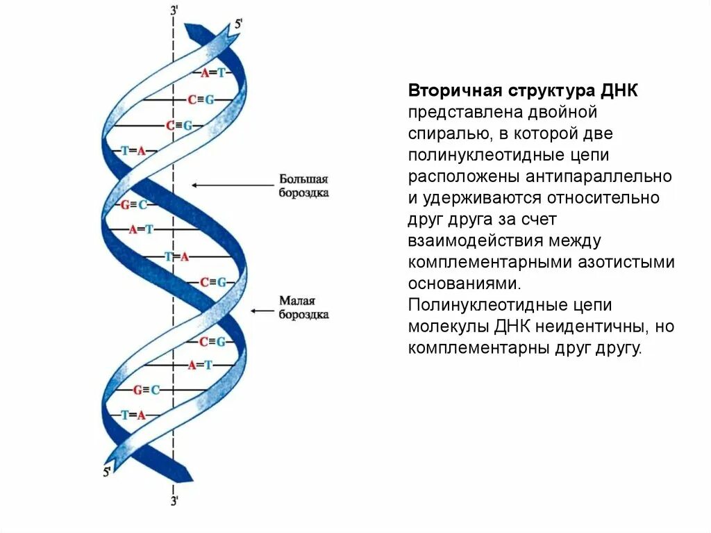 Какого структура днк. Вторичная структура молекулы ДНК. Строение вторичной структуры ДНК. Двойная спираль нуклеиновых кислот. Структура двойной спирали ДНК.