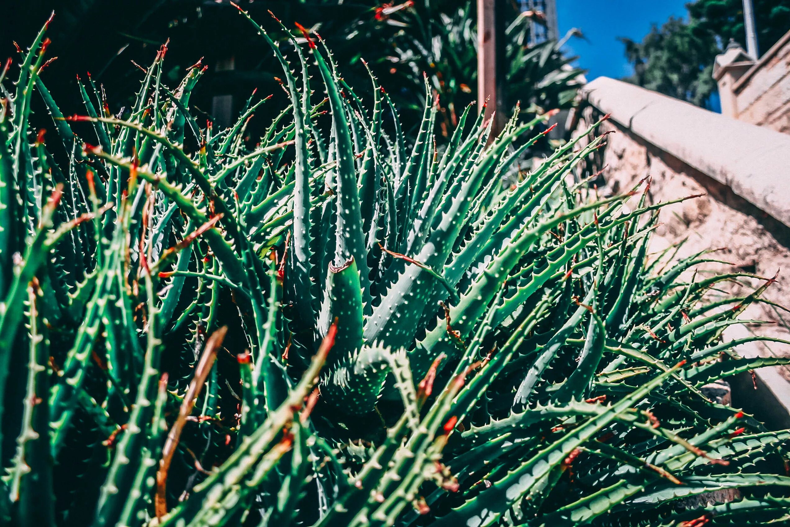 Живой алоэ. Алоэ Лонгстила. Алоэ Джексона. Алоэ колючее (Aloe aculeata). Алоэ книпхофиевидное.