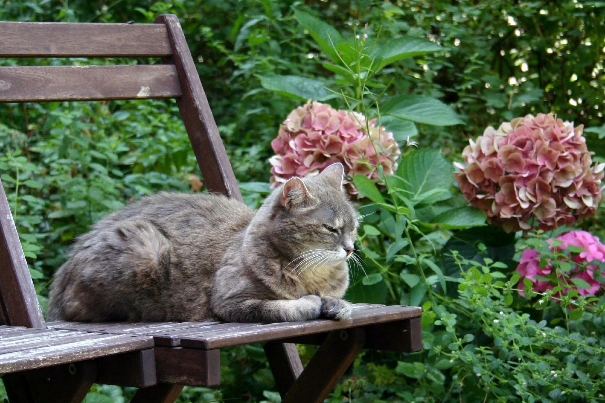 Скука на даче. Кошка в саду. Коты на даче. Кот сода. Деревенская кошка.