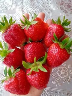 Клубника дероял отзывы