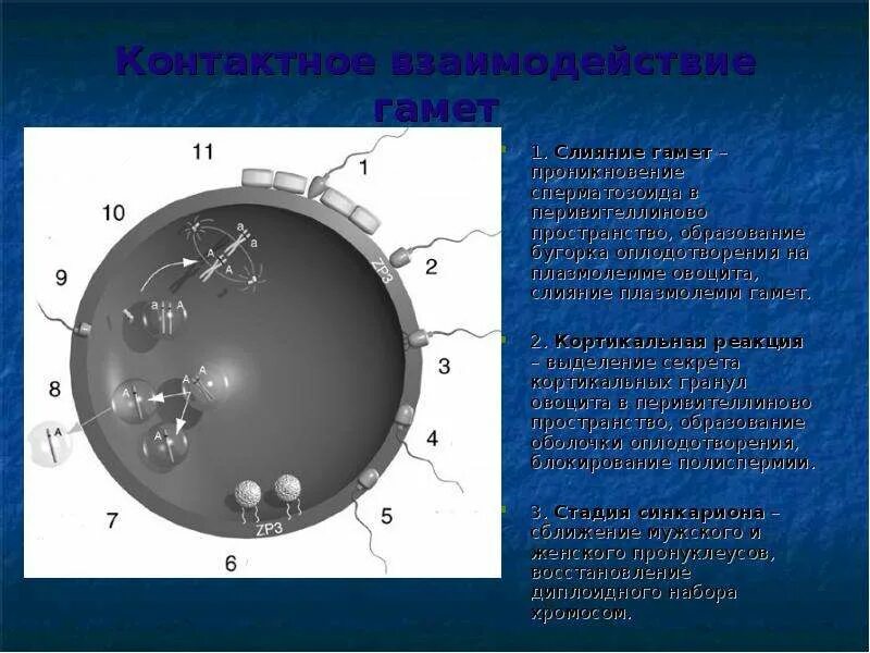 Слияние гамет. Контактное взаимодействие гамет. Слияние гамет схема. Слияние гамет примеры. Для успешного слияния гамет и образования