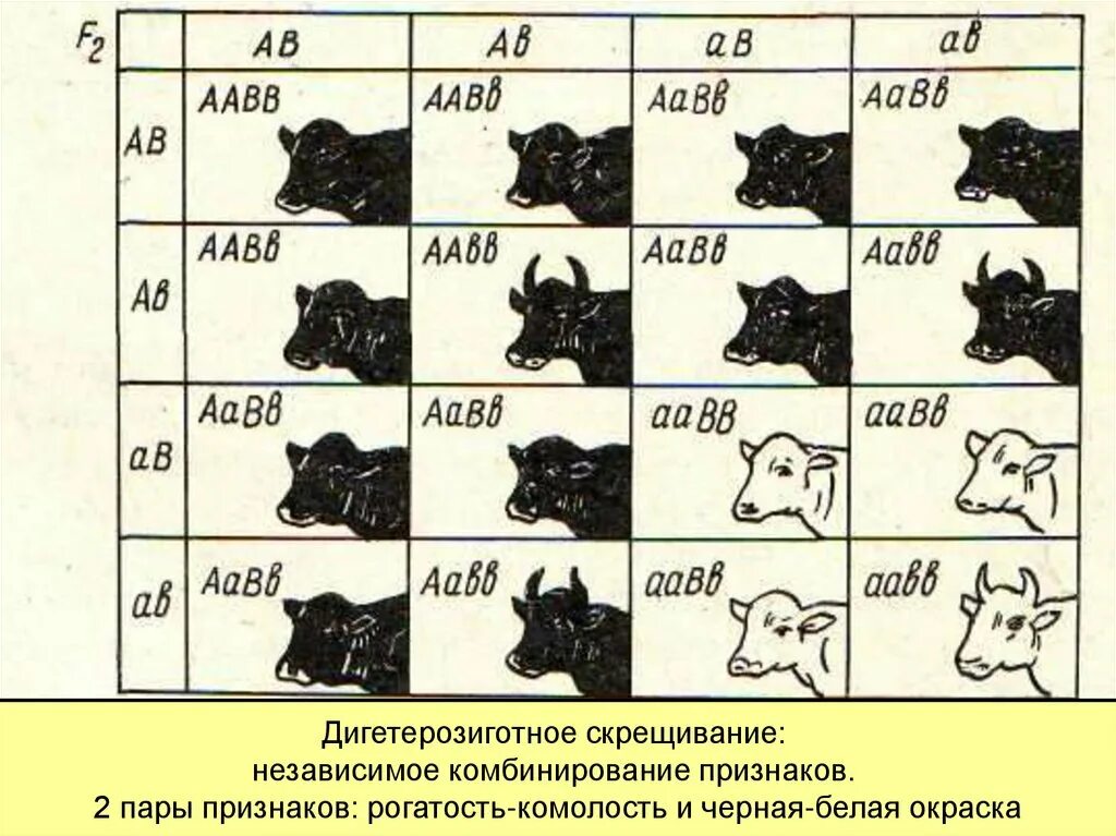 Моногибридное скрещивание полигибридное скрещивание. Полигибридное скрещивание. Гаметы при полигибридном скрещивании. Полигибридное скрещивание задачи. Задачи на Тригибридное скрещивание.