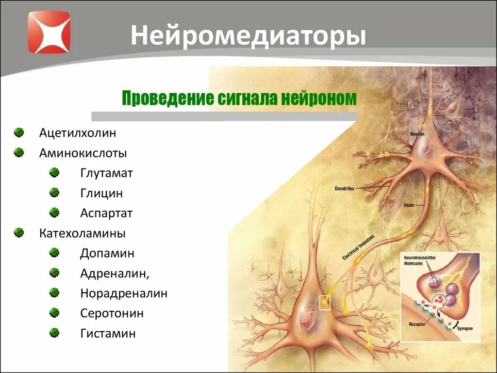 Нейромедиаторы. Нейронные медиаторы. Нейротрансмиттеры физиология. Классификация нейромедиаторов. Нейрома