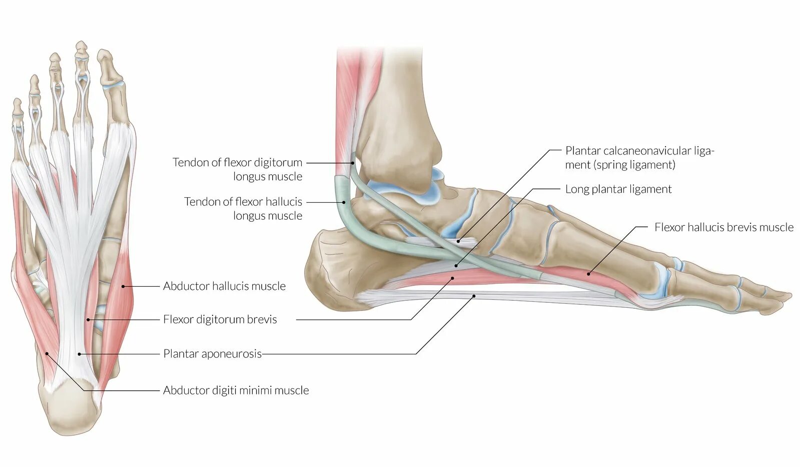 Мышцы щиколотки. Suspensory ligament стопа. Лодыжка анатомия. Tendons and ligaments. Мышцы лодыжки.