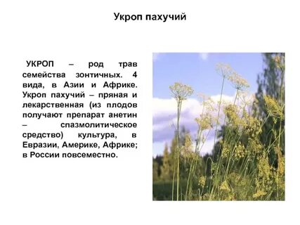 Род травянисто