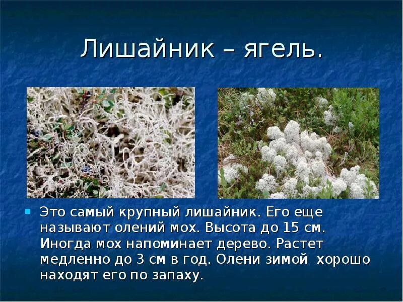 3 растения тундры