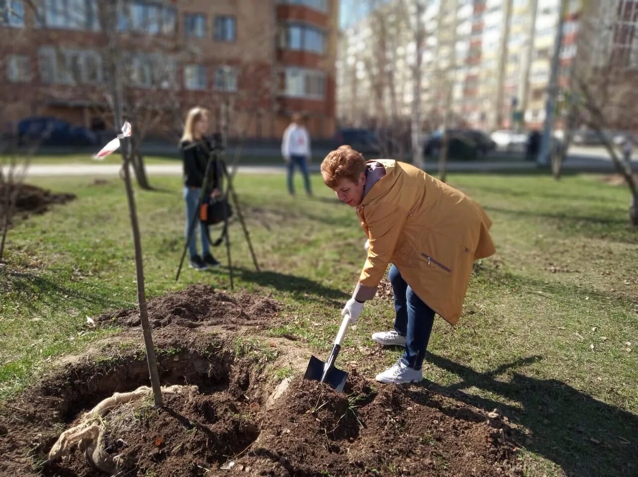 Посадка деревьев. Высадка деревьев школьниками. Аллея памяти высадка деревьев. Школьники сажают деревья. Посадить дерево метров