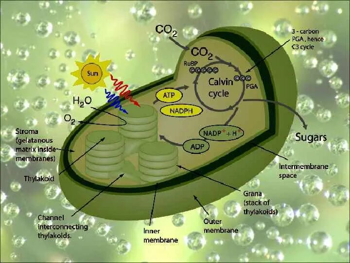 Биология 6 класс фотосинтез ответы на вопросы. Фотосинтез. Фотосинтез схема. Схема процесса фотосинтеза. Схема фотосинтеза ЕГЭ.