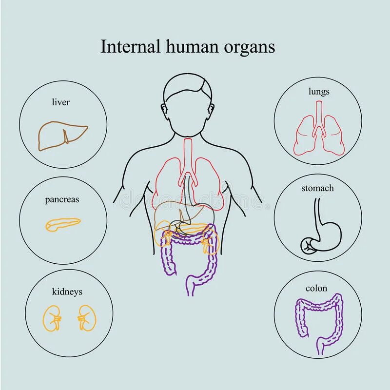 Internal organs. Внутренние органы человека инфографика. Макет органов человека 2 класс. Инфографика легкие орган. Internal Organs of the Human body.