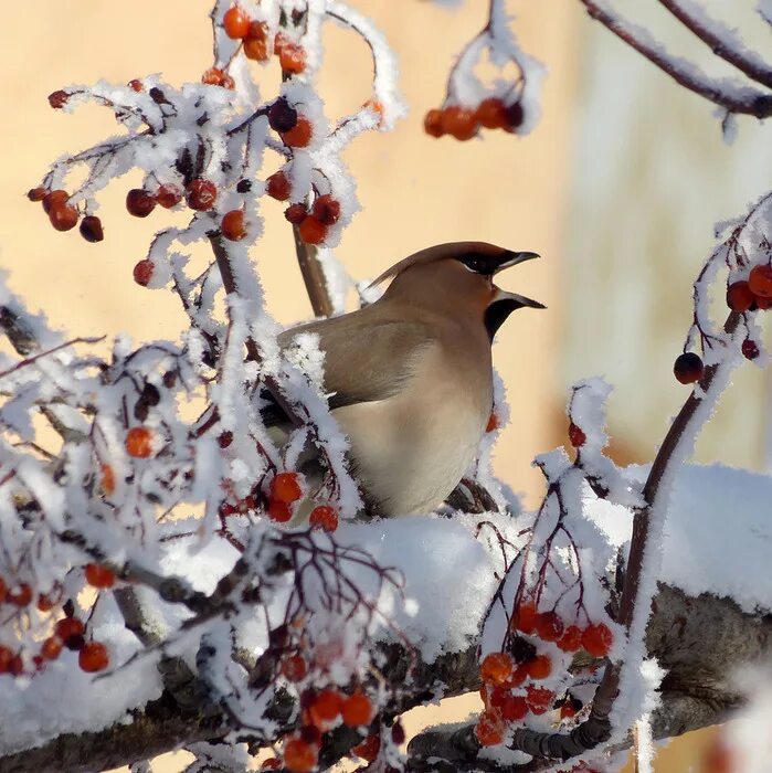 Соловей соловей пташечка. Какие птицы поют зимой в городе. Какие птицы поют зимой в городе. Какие птицы поют зимой в городе. Птицы весной.