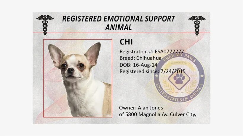 Support animals. Emotional support animal. support animal. emotional support cat. саппорт собака.