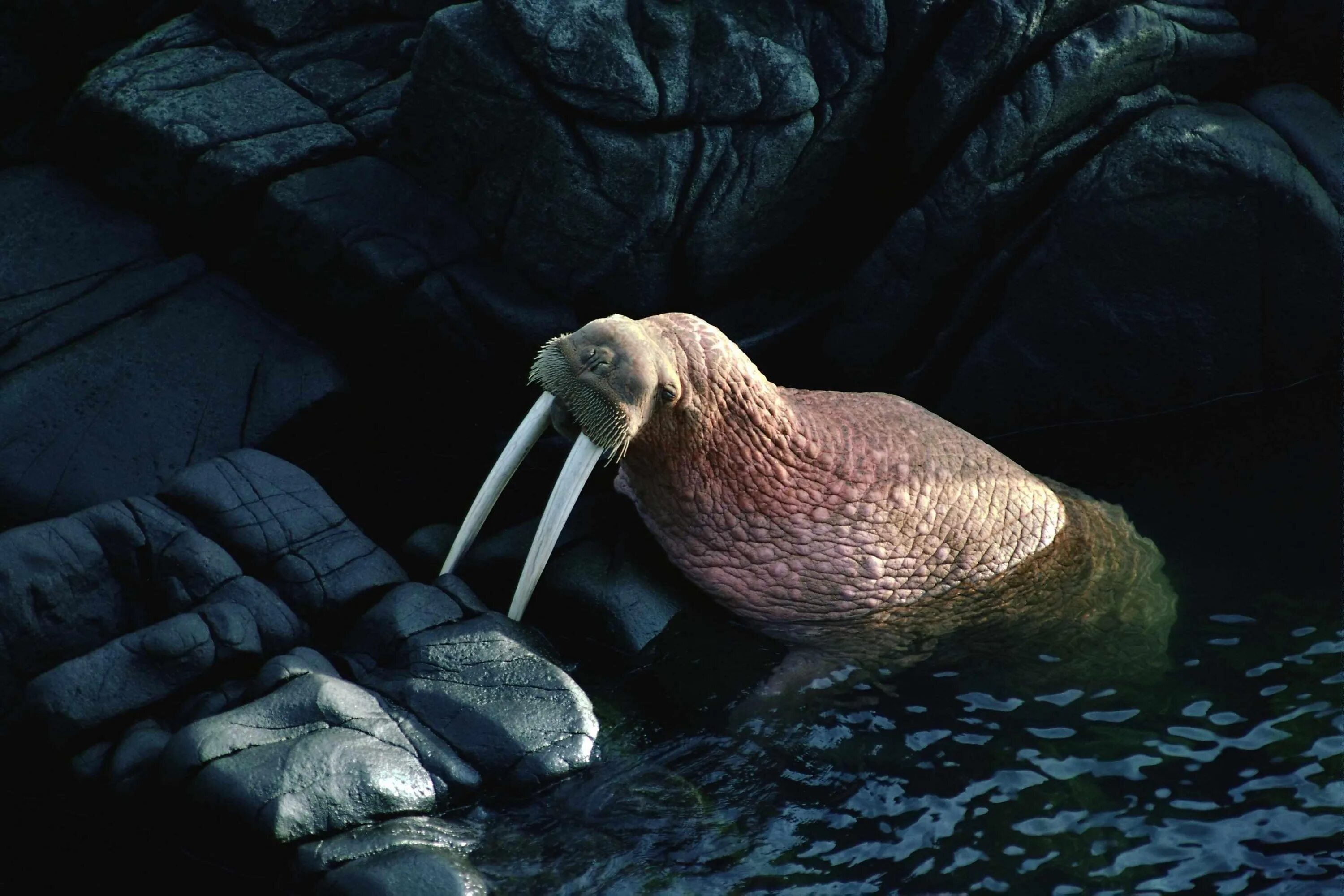 Сколько жили моржи. Сколько жили моржи