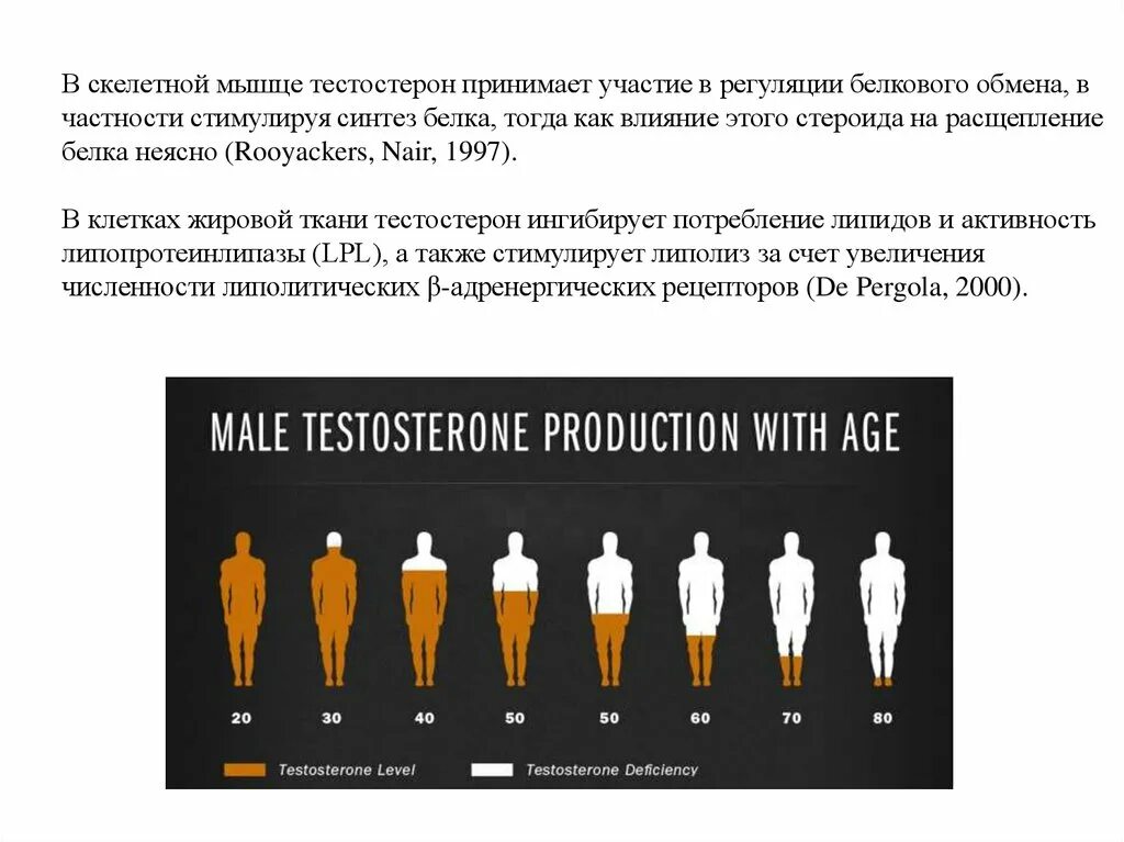 Тестостерон отпускаю. Тестостерон презентация. Тестостерон это белок. Тестостерон и мышцы. Тестостерон стимулирует Синтез белка.