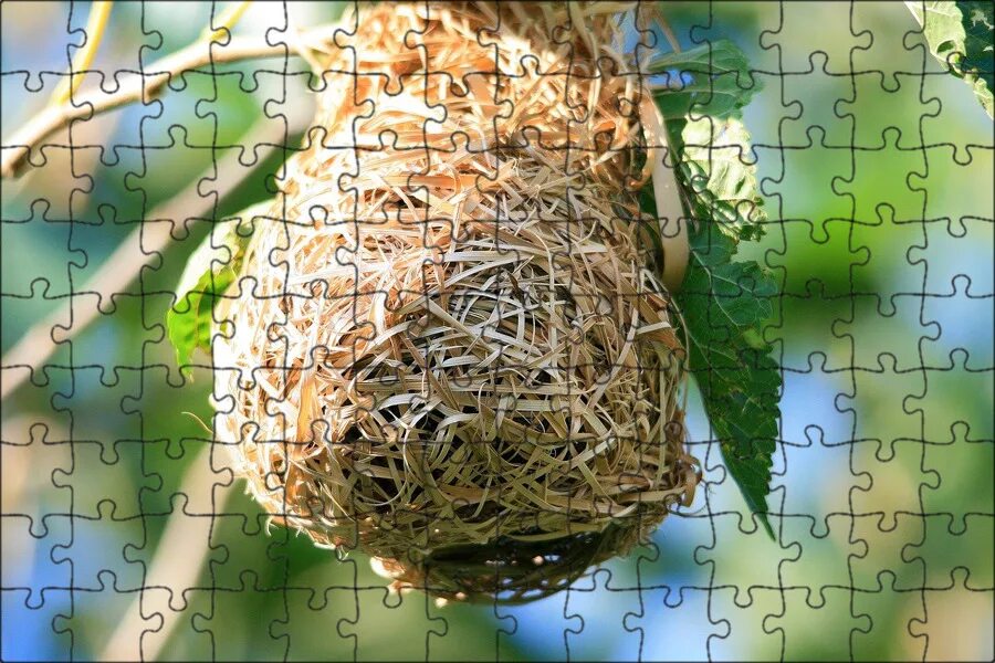 Гнездо гнездиться гнездовье гнездовой. Гнездо касиков. Bird Nest цветок. Шаровидное гнездо. Gold bird s nest