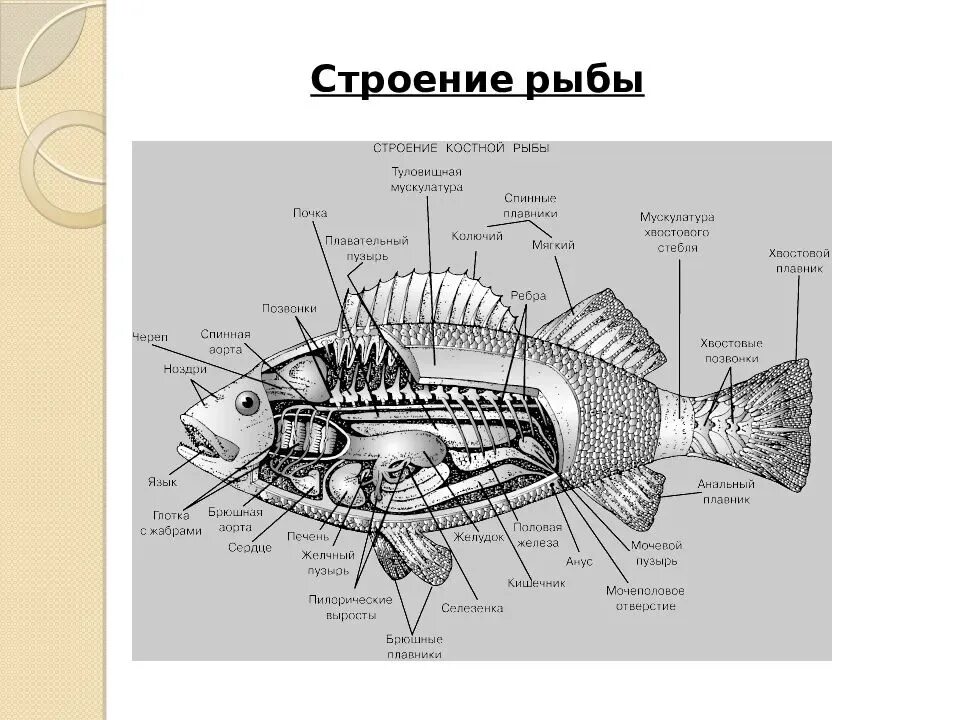 Главные признаки рыб схематический рисунок. Внутренне строение костной рыбы. Внешнее и внутреннее строение рыбы схема.
