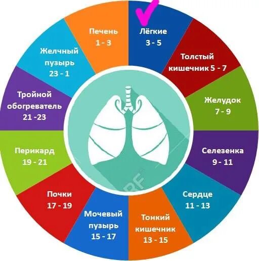 Активность органов по часам в китайской медицине. Активность меридианов по часам в китайской медицине. Часы активности меридианов человека. Часы органов по китайской медицине.