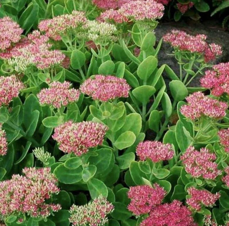 Очитки садовые. Очиток Курильский (Sedum kurilense). Седум Очиток Видный. Очиток Видный Кристал Пинк.