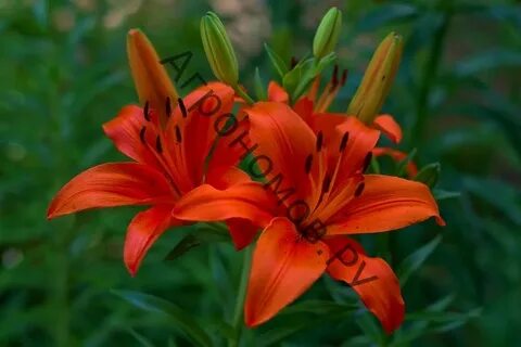 Сперматозоидтердің қозғалғыштығының төмендеуі