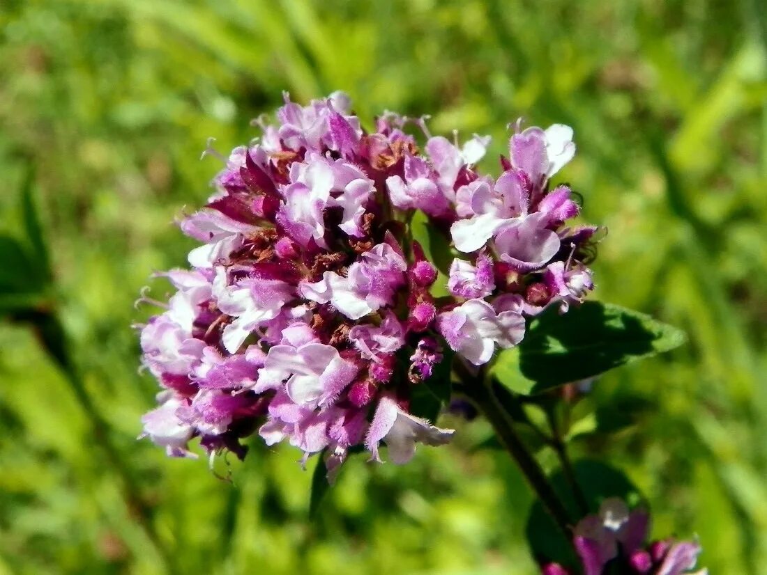 Душничка. Душица материнка. Душица белоголовник. Душничка. Душица обыкновенная (орегано).