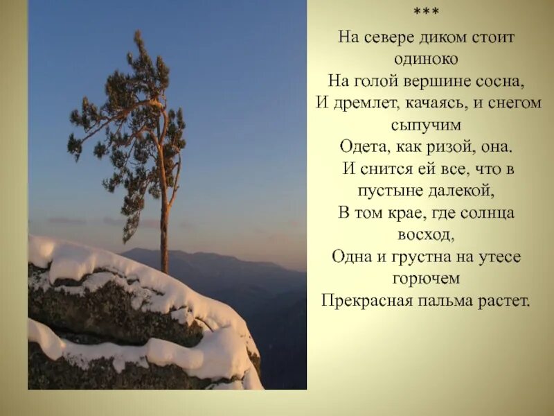 Как ветры с гор трубят. Сосна Лермонтов. М.Ю.Лермонтова на севере диком. На севере диком Лермонтов. М Ю Лермонтов на севере диком.