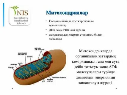 Метахондрия