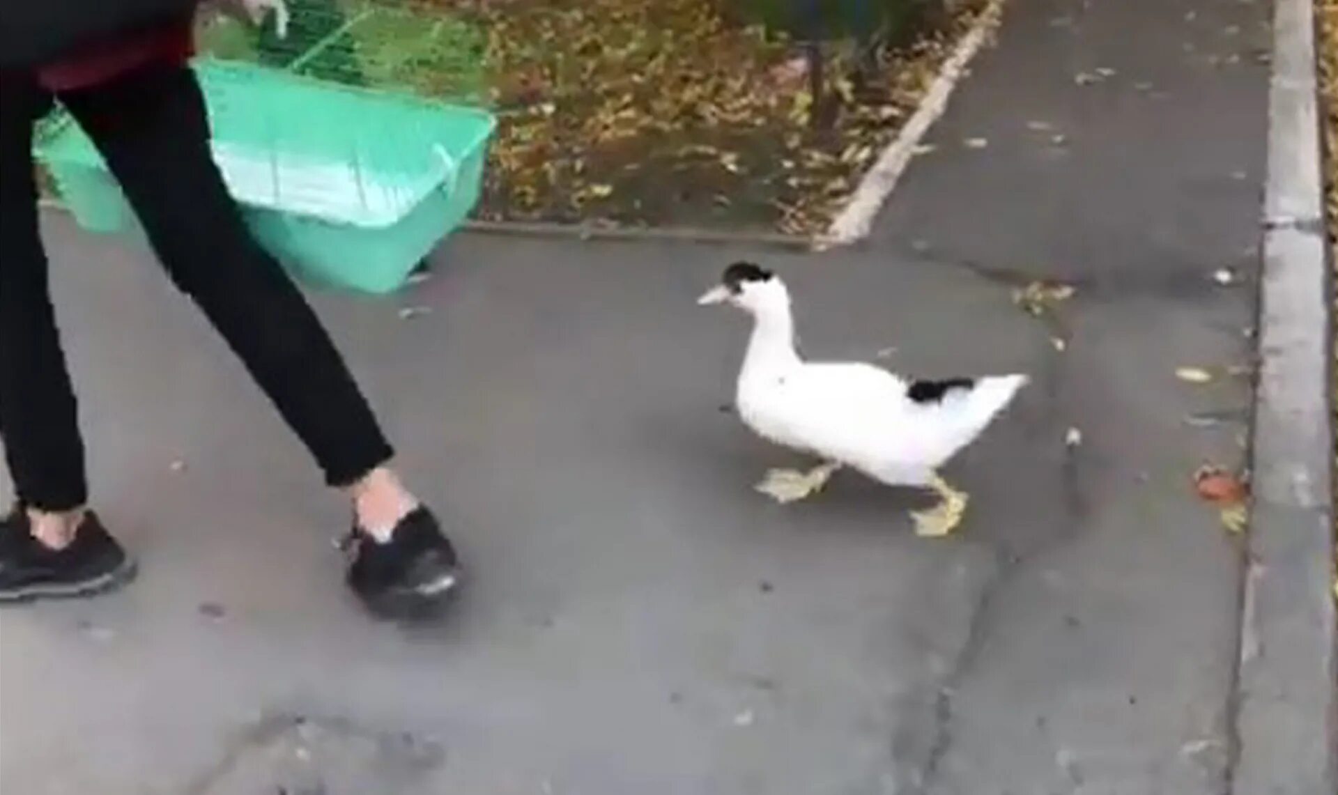 Во дворе гуляют утки