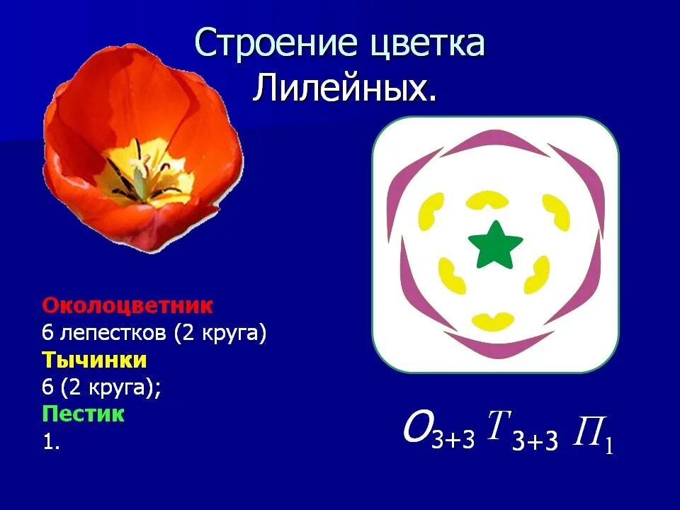 Формула лилейных цветов