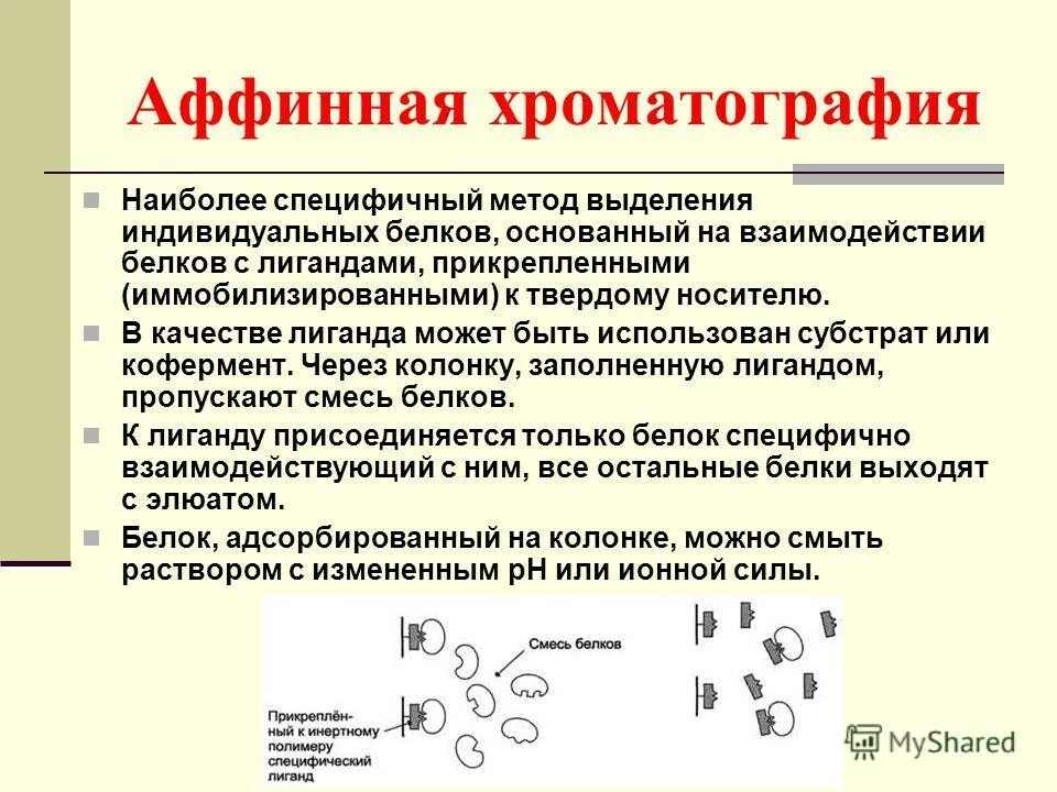 Этапы выделения белков. Способы хроматографии биохимия. Аффинная хроматография. Метод аффинной хроматографии. Аффинная биоспецифическая хроматография.