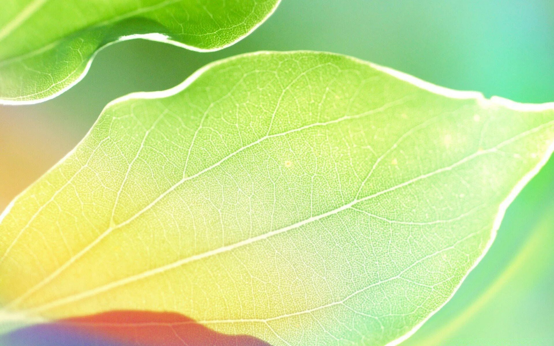Цвет зеленый лист. Листья деревьев. Фон листья. Текстура листа растения. Листья абстракция.