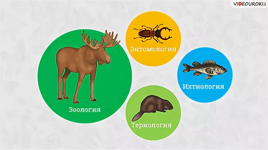 Орнитология 2 териология 3 герпетология 4 зоология. Териология это в биологии. Что изучает териология. Териология это наука. Териология рисунок.