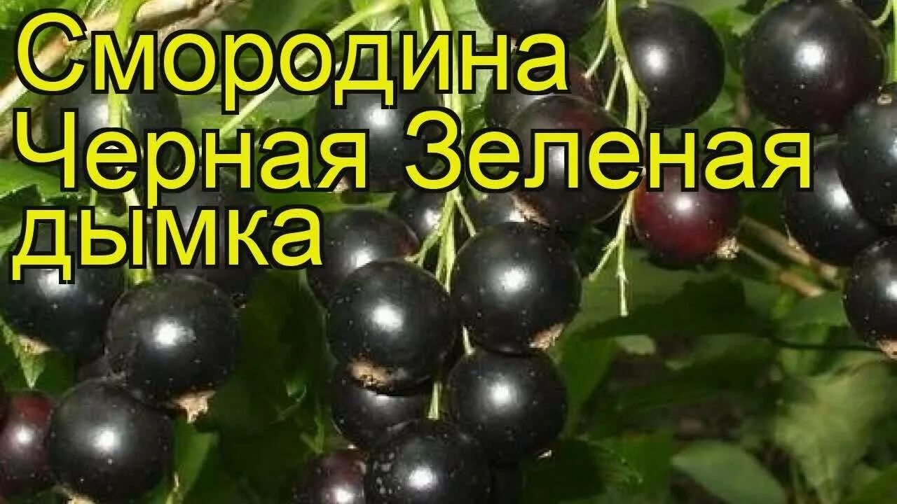 Сорт черной смородины зеленая дымка. Смородина черная зеленая дымка (с2). Смородина чёрная дымка описание сорта. Смородина сорт Геркулес.