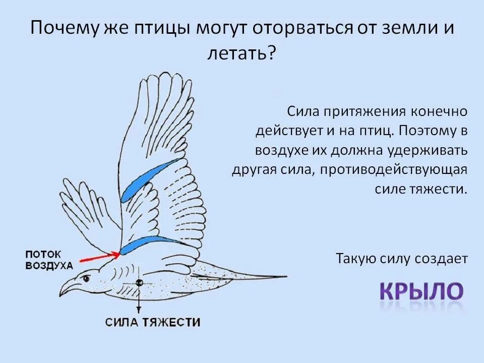 Число способов передвижения голубя