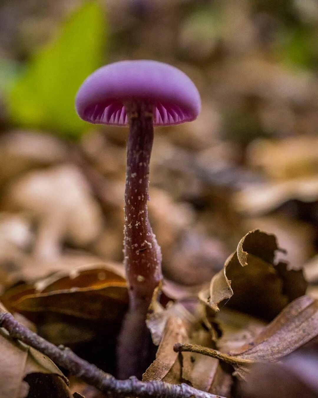 Какие есть опасные грибы. Лаковица Аметистовая. Laccaria amethystina. Гриб Боунс,машрумс. Атрихум желтоножковый.