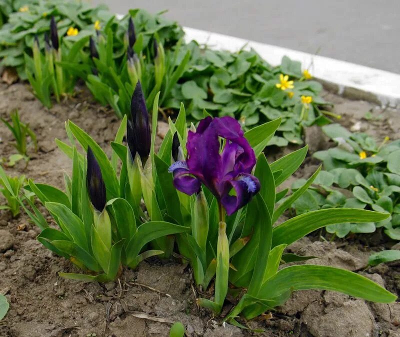 Ирис сибирский луковицы. Сколько растут ирисы. Ирисы бородатые куст. Ирисы клубни. Ирисы клубневые.