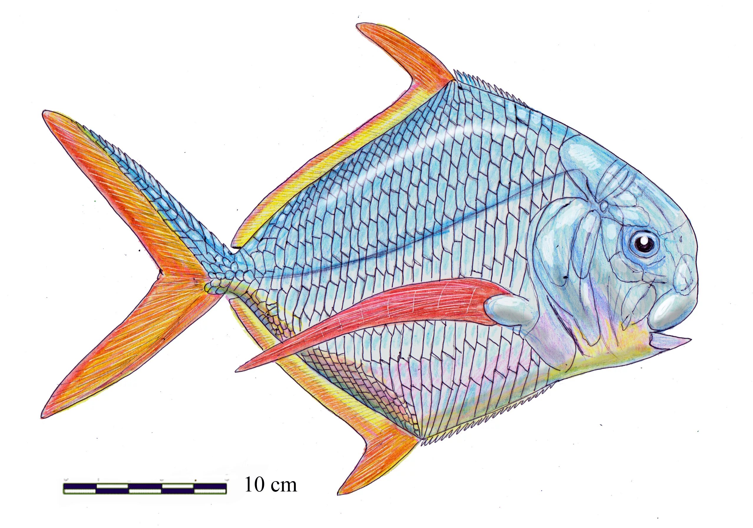 Рыбы биология 2 класс. Костные рыбы. Рыбы (биология). Морские костистые рыбы. Костные рыбы рисунок.